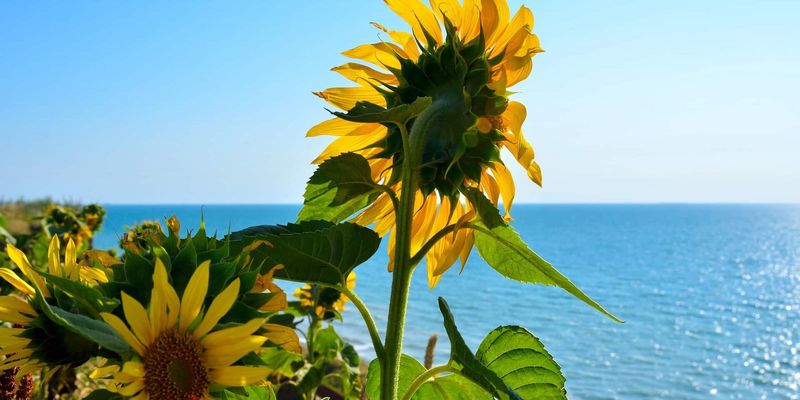 Beach sunflower