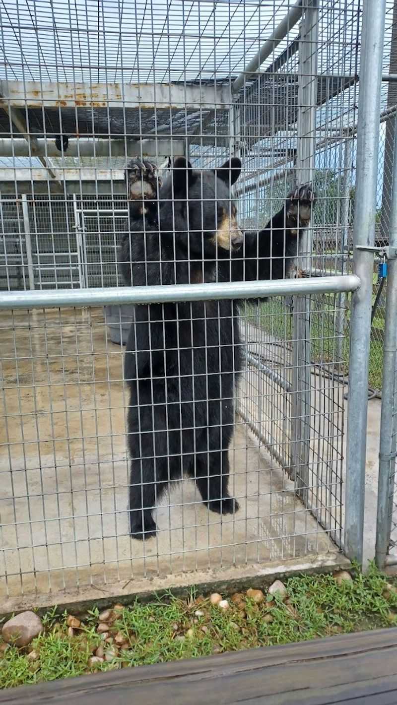 Bears, Wolves, and Wildlife You Would Not Expect Bears, Wolves, and Wildlife You Would Not Expect