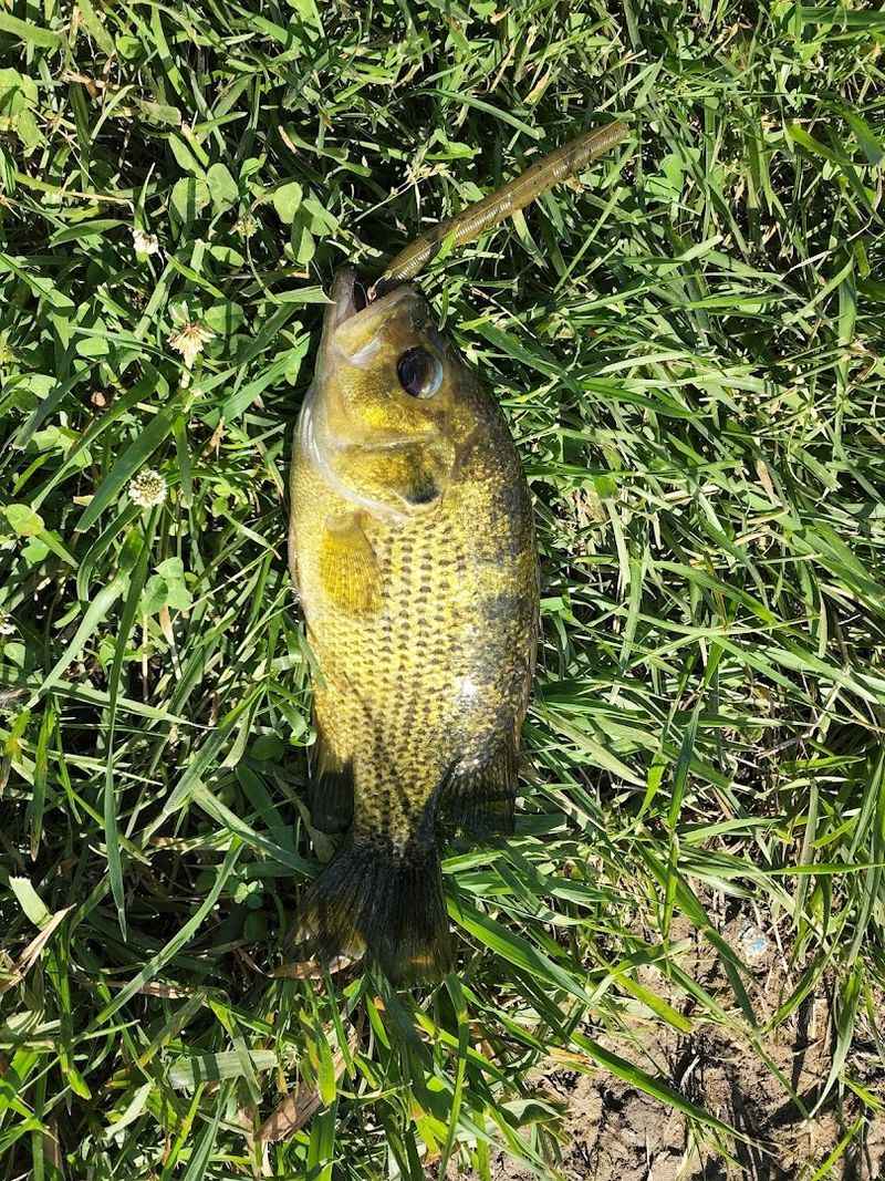 Best Fish Species You Can Catch Here