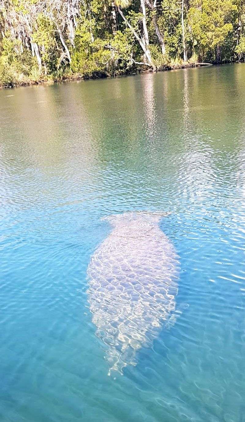 Best Time to Visit Crystal River, Florida
