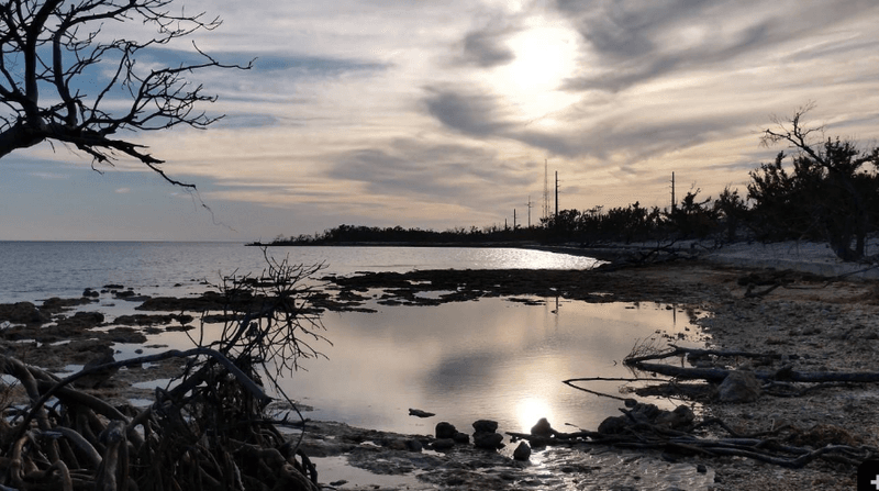 Big Pine Key: Where Wildlife Takes Center Stage