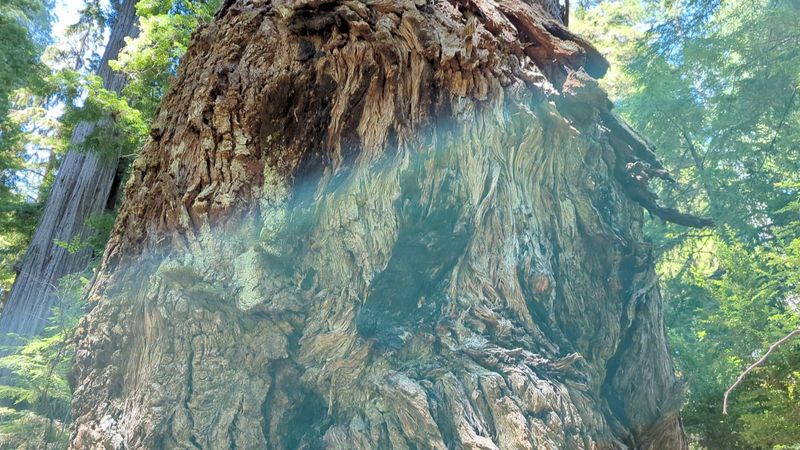 Big Tree Wayside: Meeting a Giant Face to Face