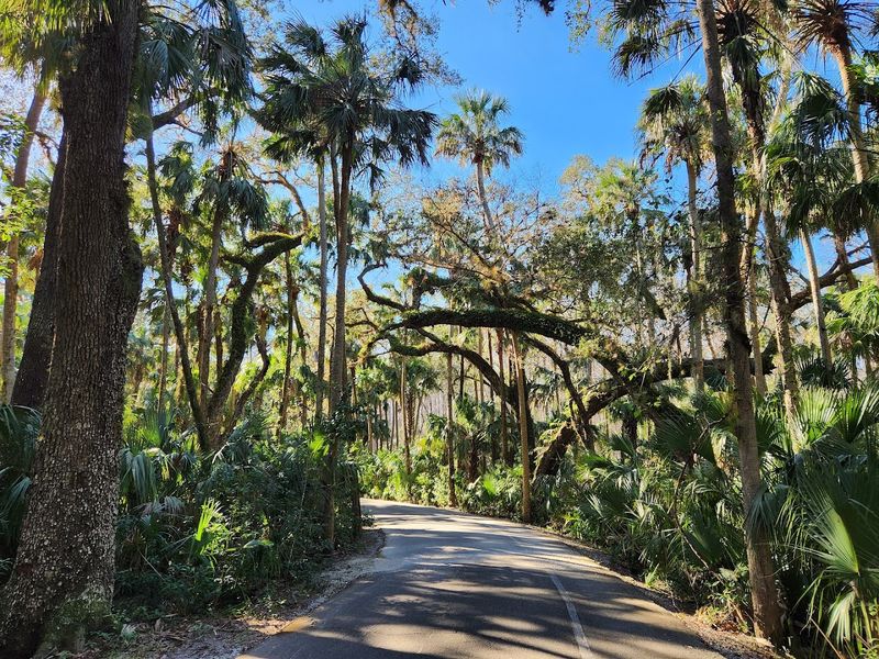 Biking Through Scenic Park Roads