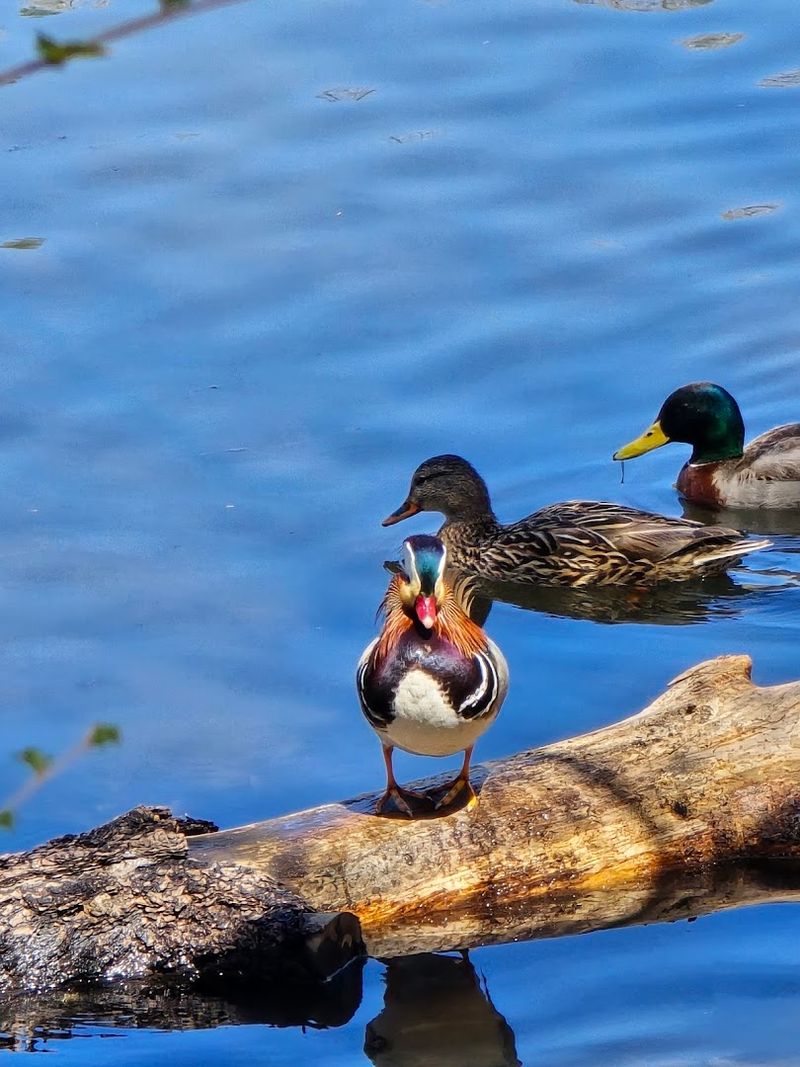 Bird Watching Opportunities That Will Surprise You