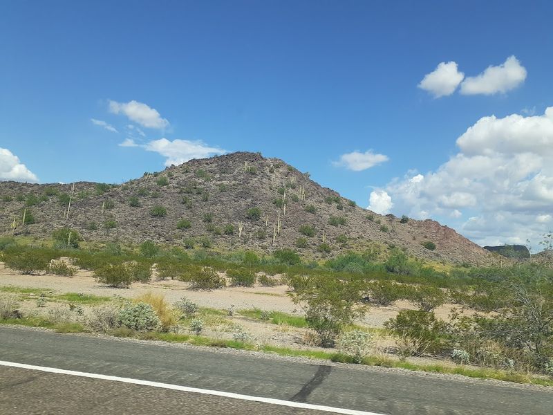Bird Watching in the Sonoran Desert