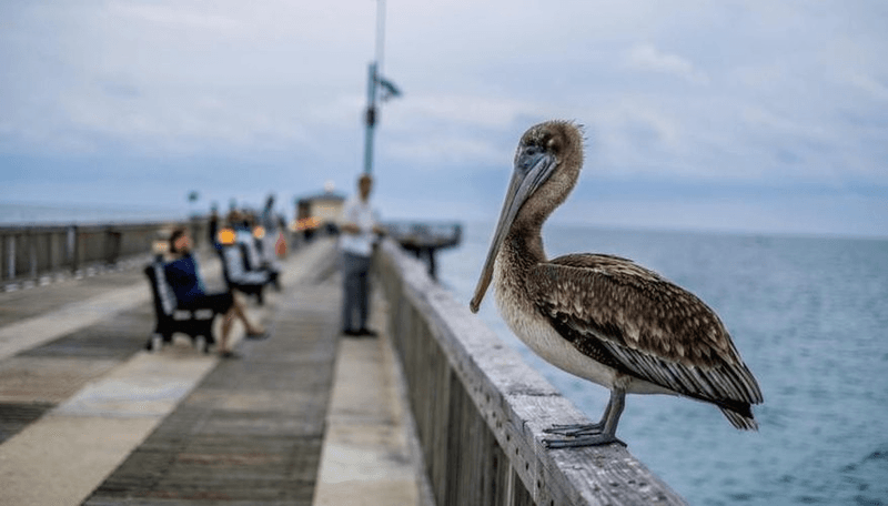 Birdwatching Along the Gulf Coast
