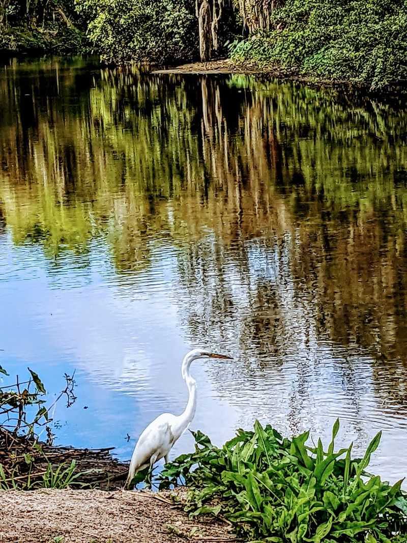 Birdwatching at the Kayak Launch Near Pinecraft Park