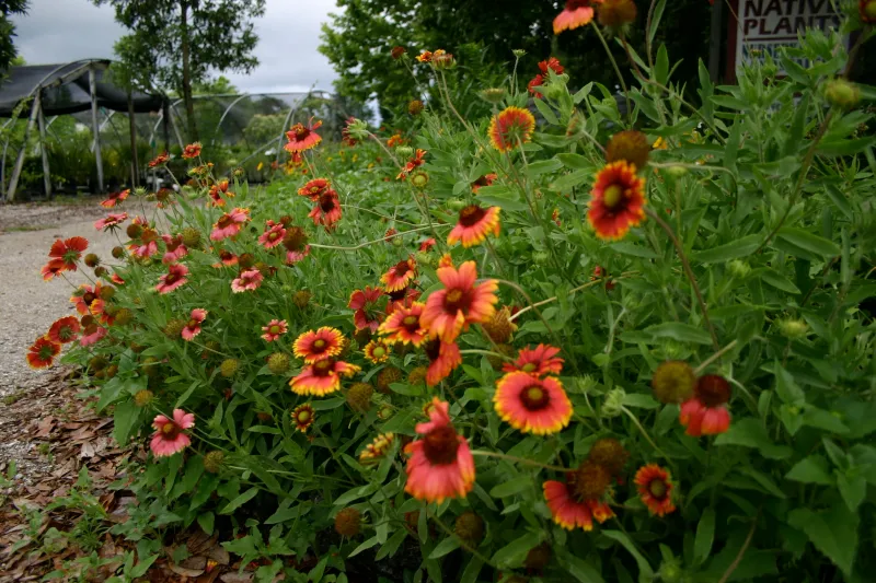 Blanket flower