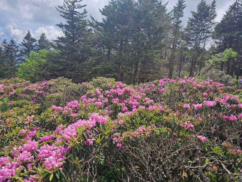 Blooming Rhododendrons That Will Take Your Breath Away