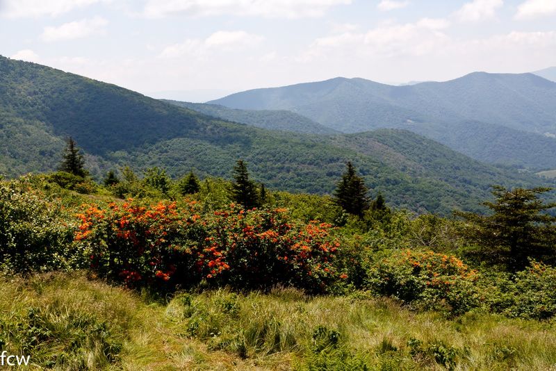 Blue 2 Trail and the Mountain Meadows