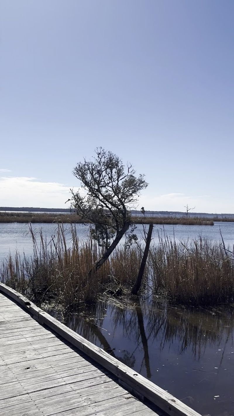 Boardwalk Trails That Feel Like Another World