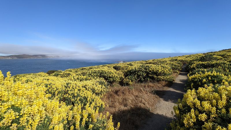 Bodega Head - Bodega Bay, California