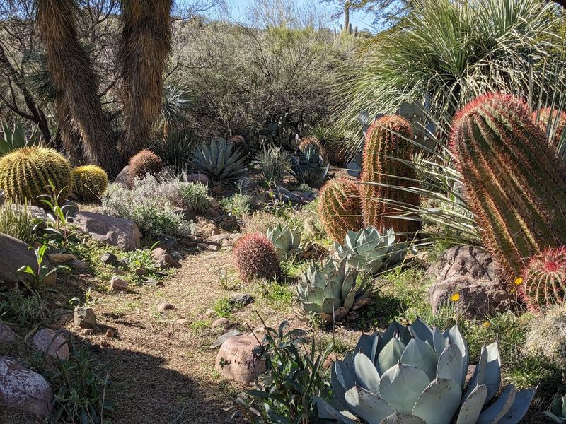 Boyce Thompson Arboretum - Superior, Arizona