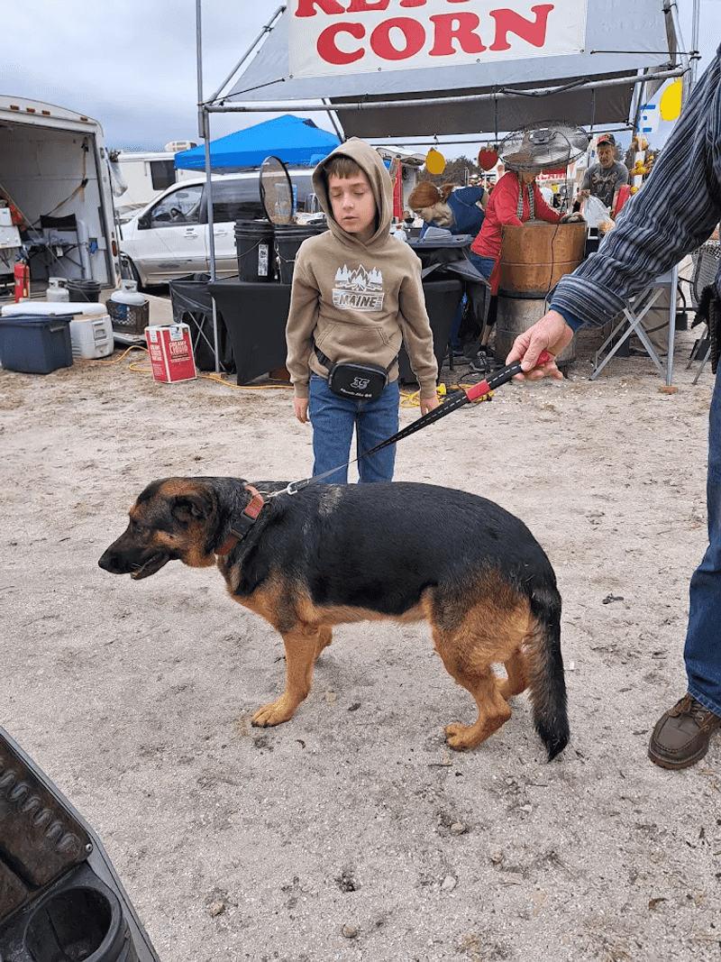 Bringing Your Dog Along for the Adventure