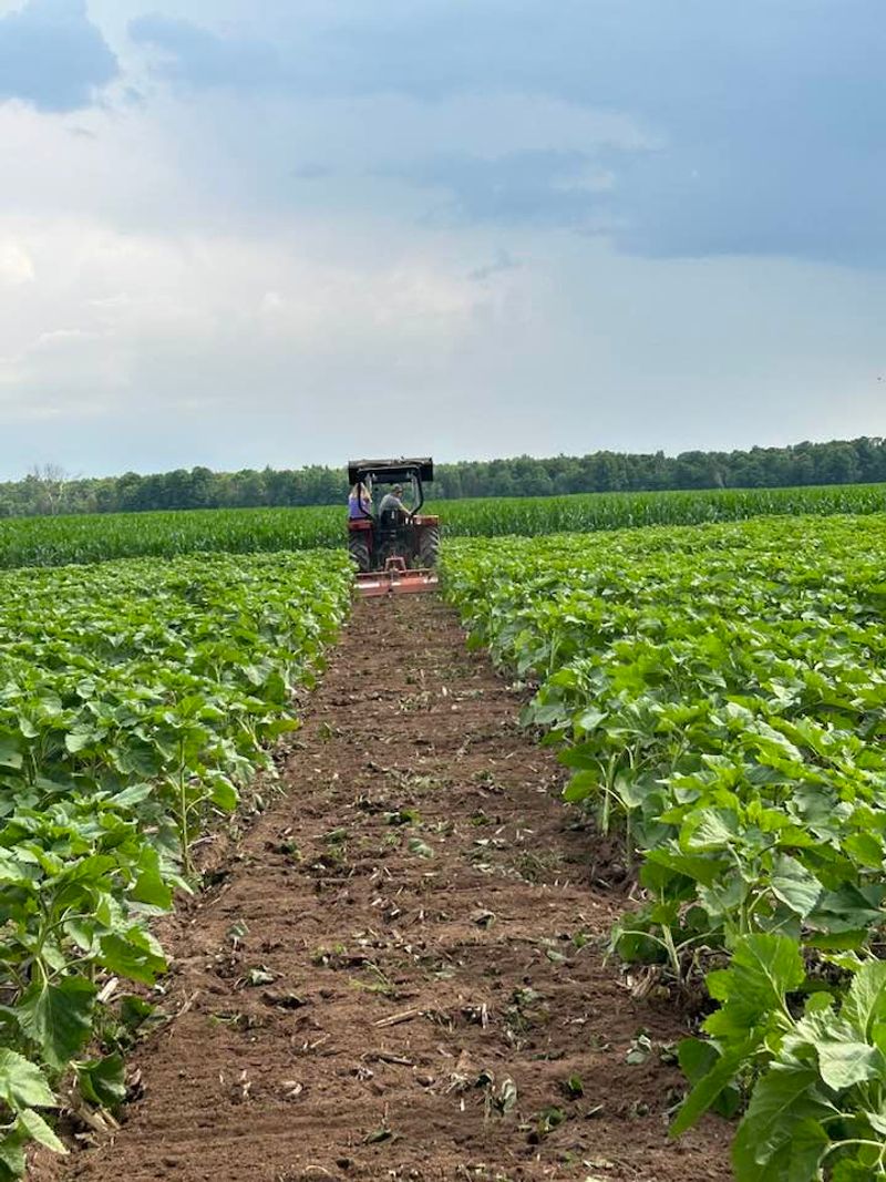 Bringing Your Dog: Is Hall Farms Pet-Friendly? Bringing Your Dog: Is Hall Farms Pet-Friendly?