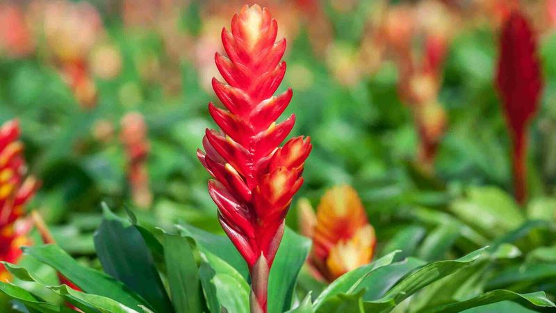 Bromeliad