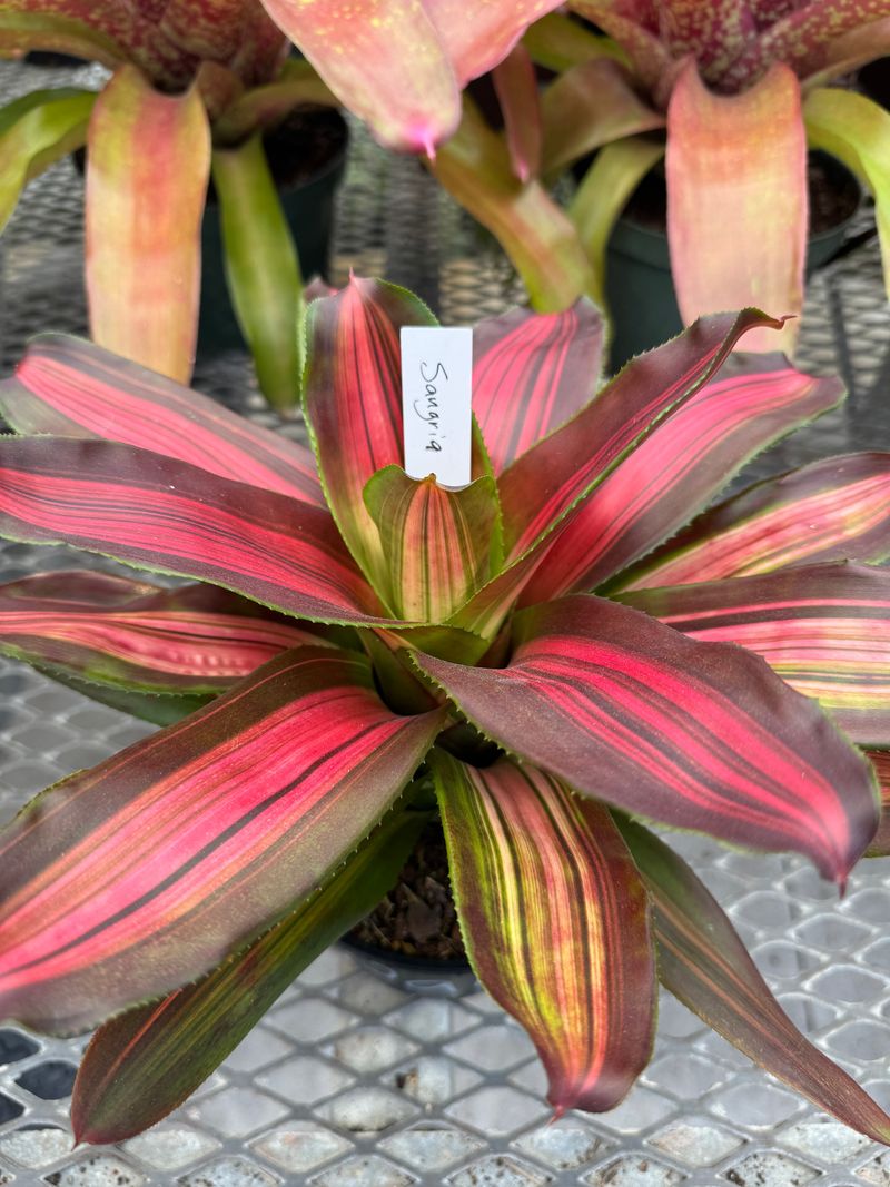 Bromeliad