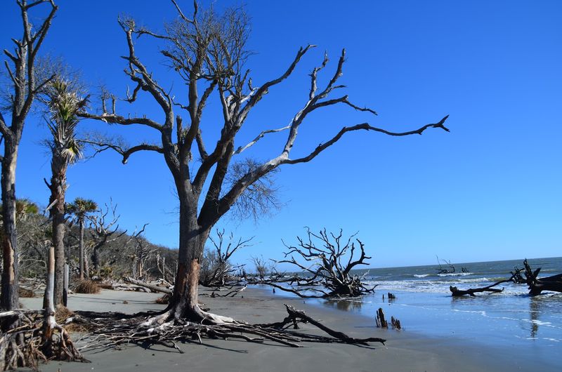 Bulls Island - Awendaw, South Carolina