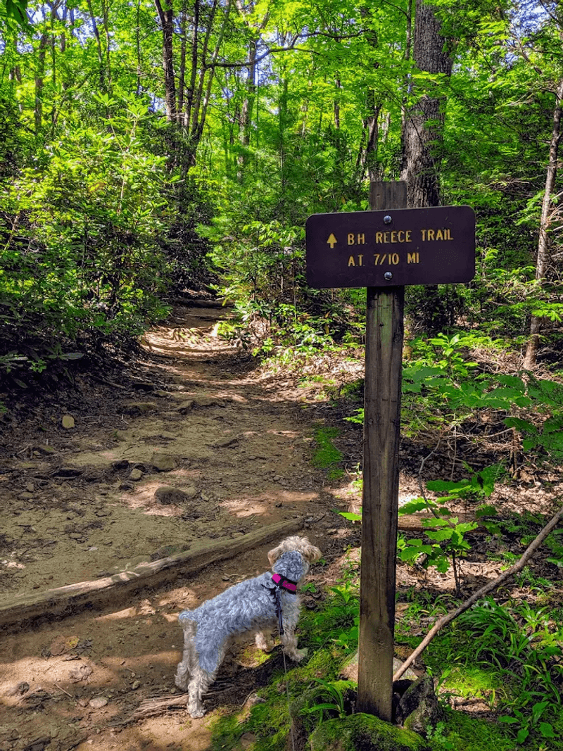 Byron Reece Trail and Sosebee Cove Scenic Area