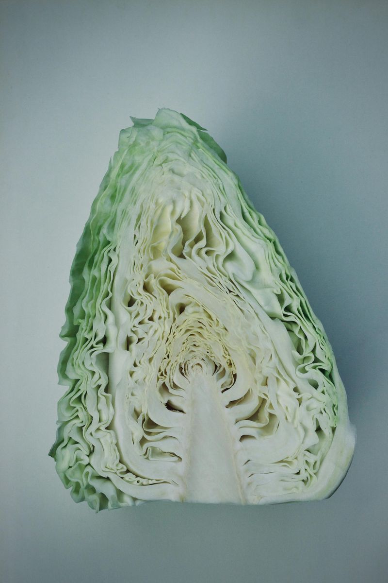 Cabbage