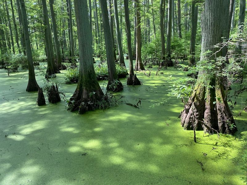 Cache River Cypress Swamp Boardwalk - Belknap, Illinois