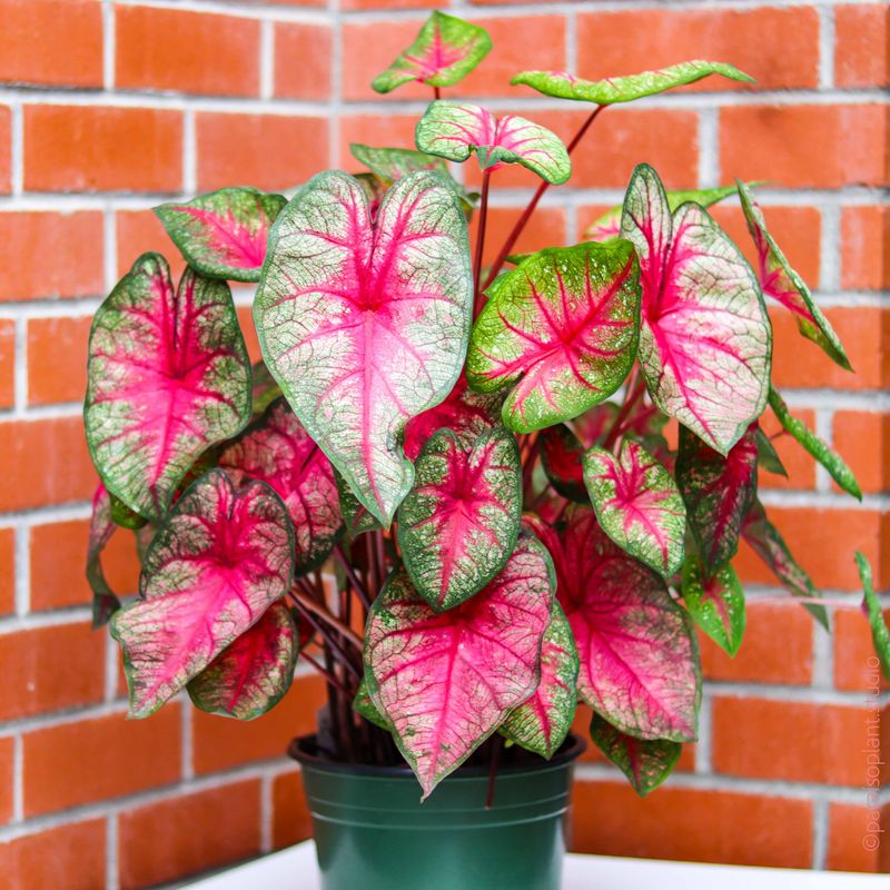 Caladium