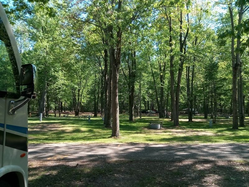 Camping Among Towering Trees