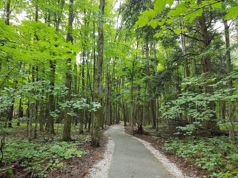Camping Among the Pines: Sites That Feel Private and Peaceful