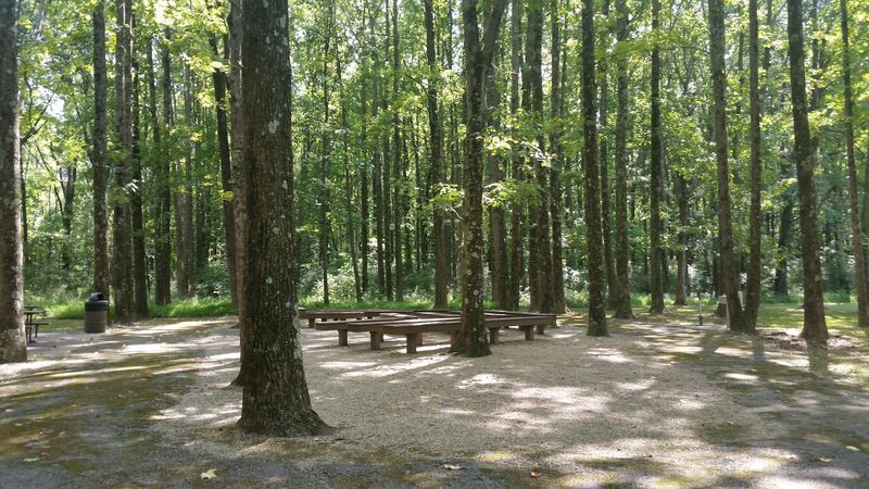 Camping Under a Canopy of Ancient Trees