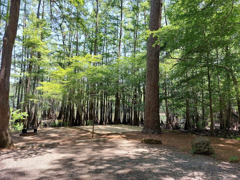 Camping Under a Canopy of Towering Trees