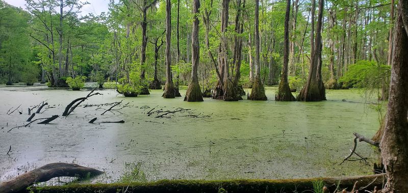 Camping Under the Cypress Trees