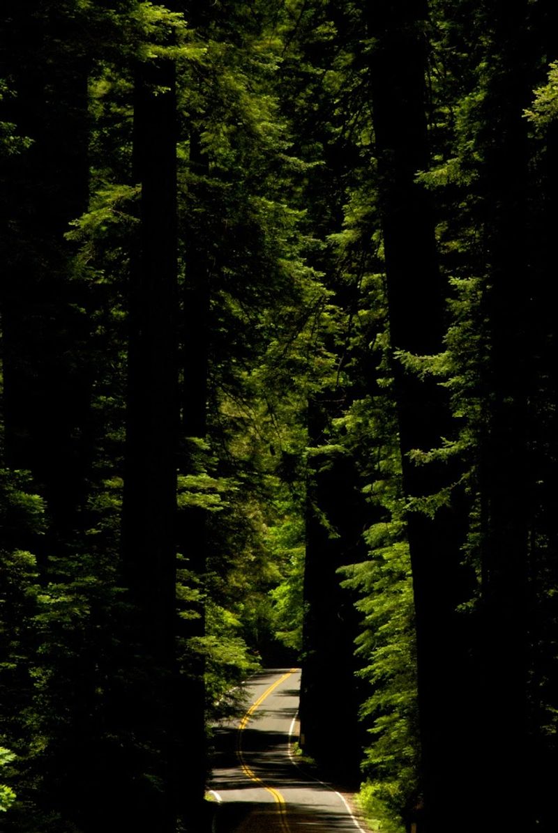 Camping Under the Redwoods Camping Under the Redwoods