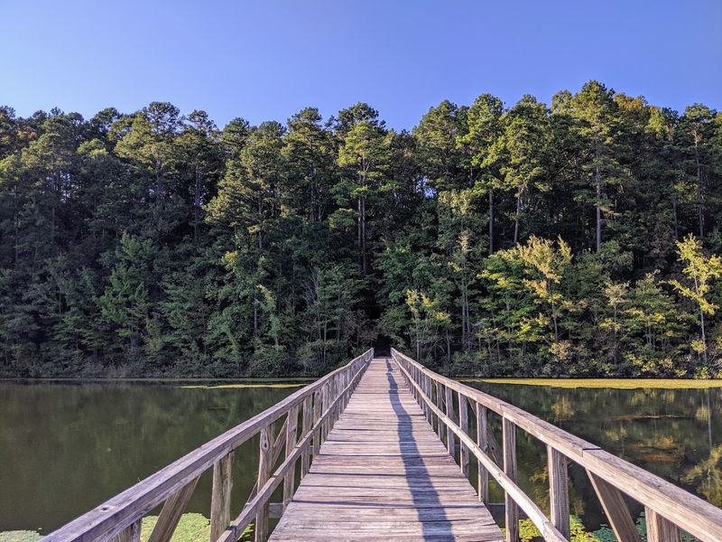 Camping Under the Stars: Sleep Where the Wild Things Are