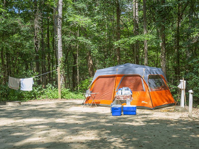 Camping Under the Stars at the Park Campground