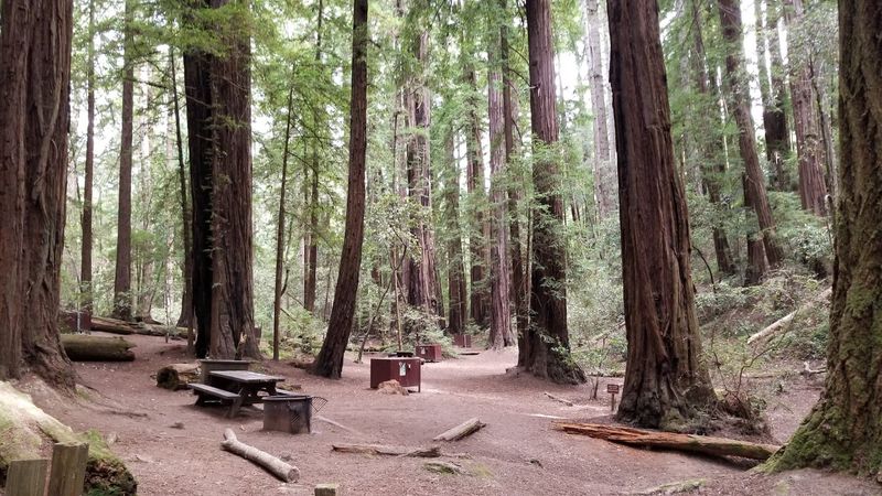 Camping Under the Stars in the Redwoods