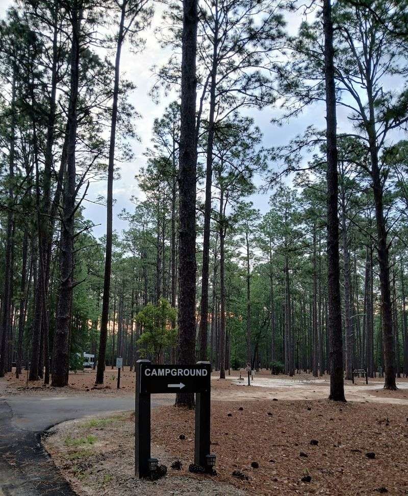 Camping in the Pine Forest