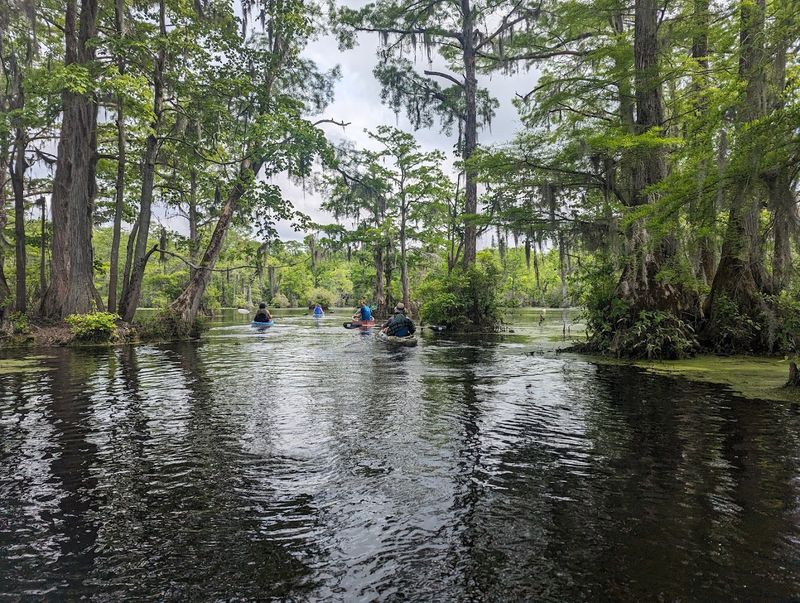 Canoeing and Kayaking Through a Living Maze