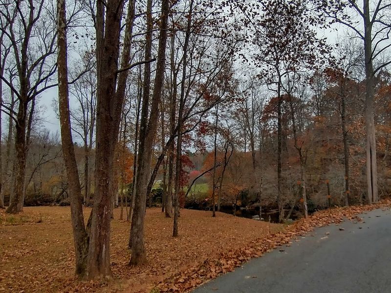 Canopy-Covered Stretches of Road Canopy-Covered Stretches of Road