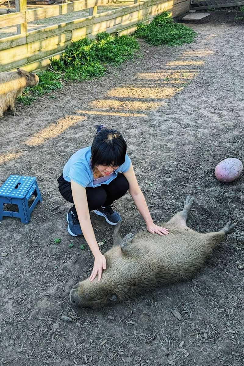 Capybara Belly Rubs and Kale Feedings Capybara Belly Rubs and Kale Feedings