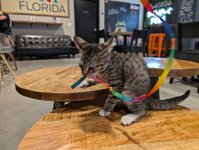 Cat-Themed Merchandise and Souvenirs