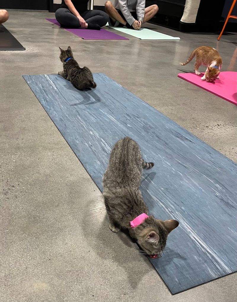 Cat Yoga Sessions with Felines