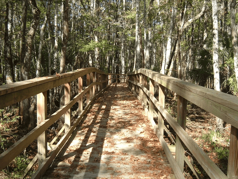 Cedar Key Scrub State Reserve: Rare Habitat Right at Your Doorstep