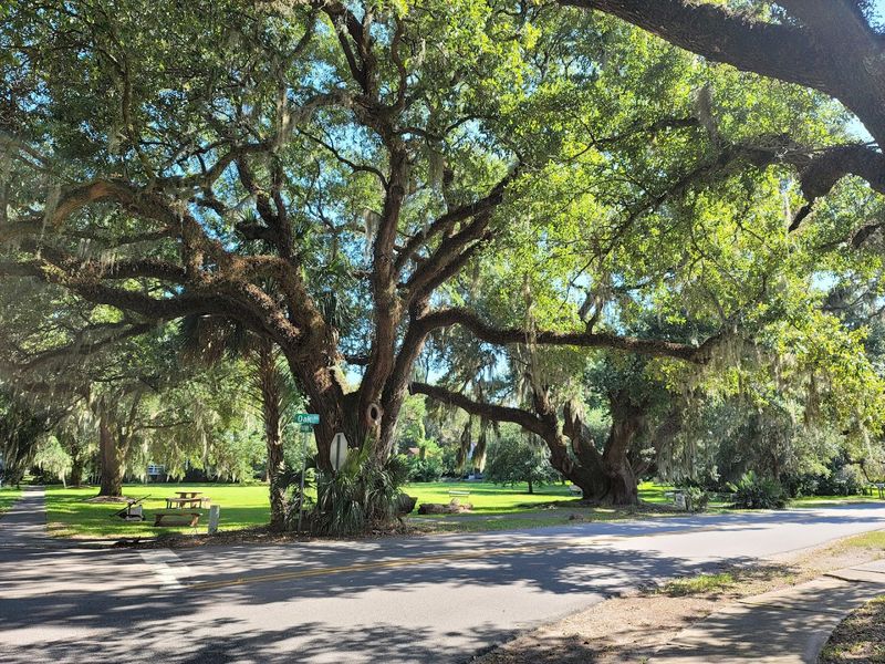 Centuries-Old Live Oak Trees That Create Cathedral-Like Canopies