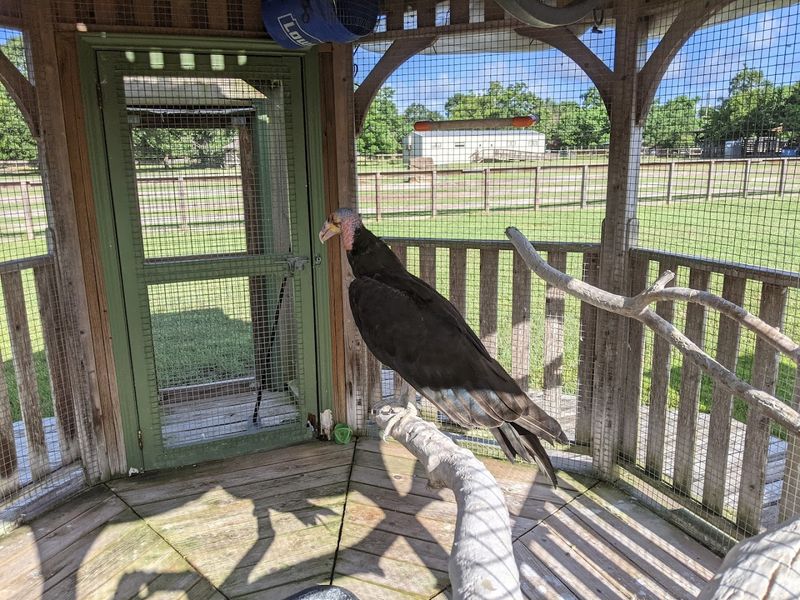 Charlie the Raven — The Park's Most Entertaining Resident Charlie the Raven — The Park's Most Entertaining Resident