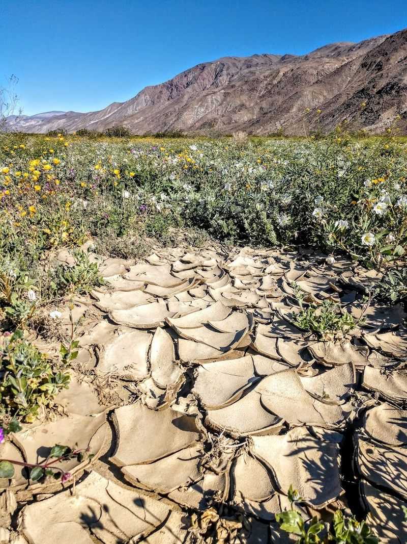 Chasing the Spectacular Wildflower Blooms