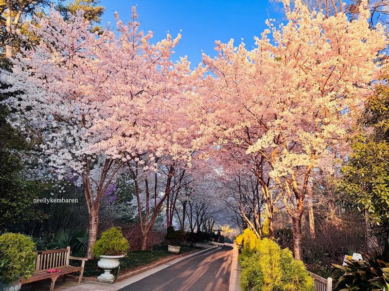 Cherry Blossoms in Spring Are a Must-See Spectacle Cherry Blossoms in Spring Are a Must-See Spectacle