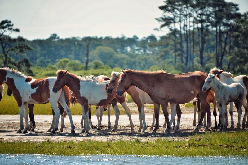 Chincoteague Island - Chincoteague, Virginia