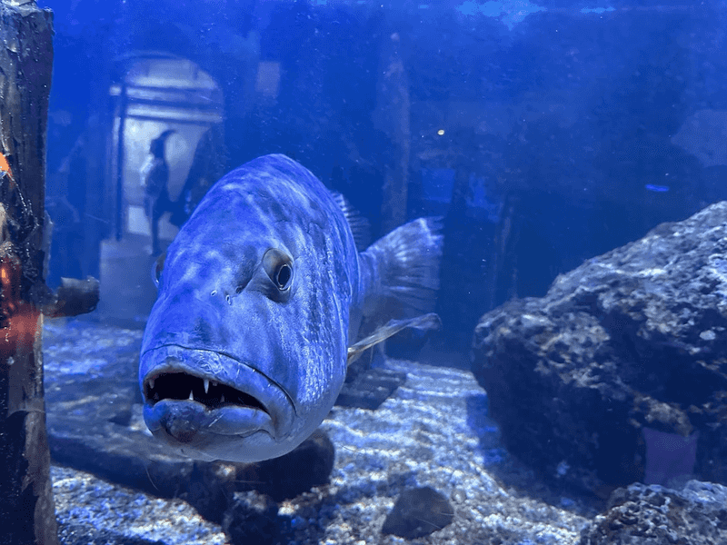 Combo Admission with Key West Aquarium