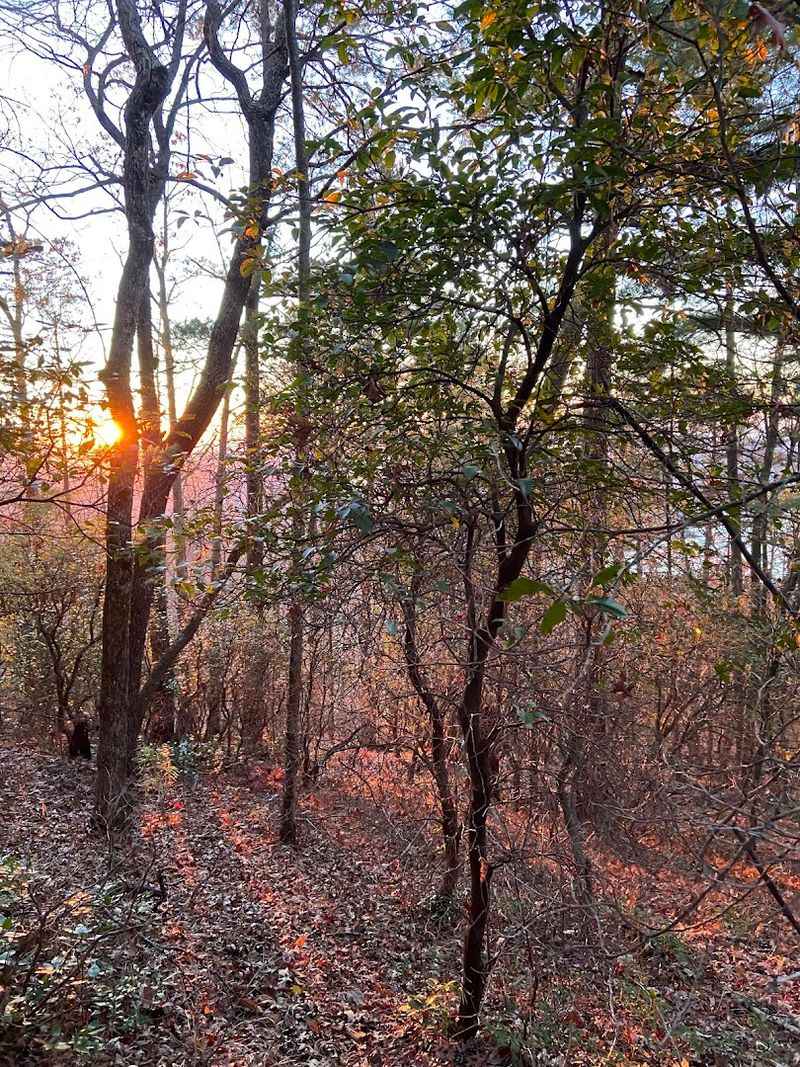 Controlled Burns Have Shaped Parts of the Landscape