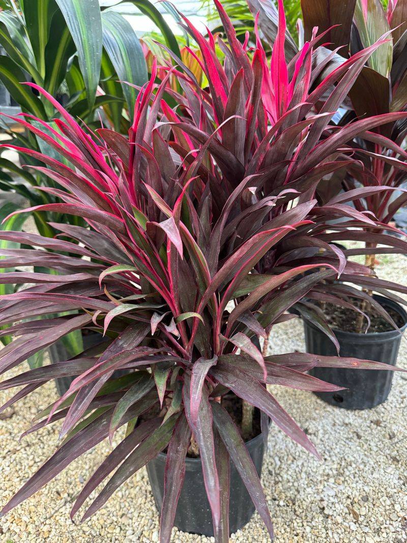 Cordyline